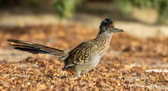 „Roadrunner“ zeigt, was E-Fuels leisten können