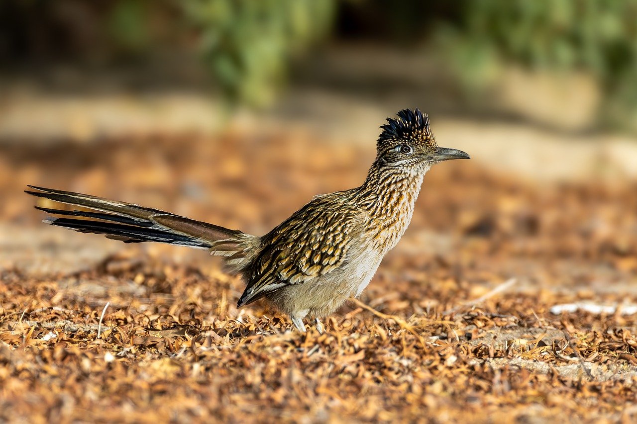 Ein Vogel namens Roadrunner der symbolisch für die E-Fuels Fabrik Roadrunner in Texas sein soll